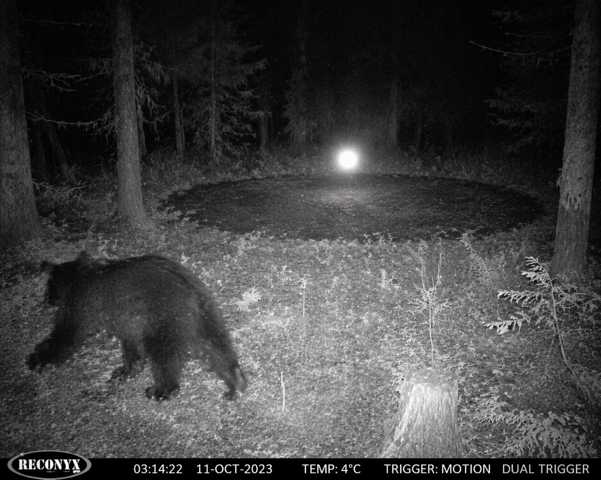 Paranormal Trail Camera Encounter Qwen Image 프롬프트 예시: Generates a spooky, infrared trail camera image featuring wildlife, a mysterious glowing orb, and realistic camera data...