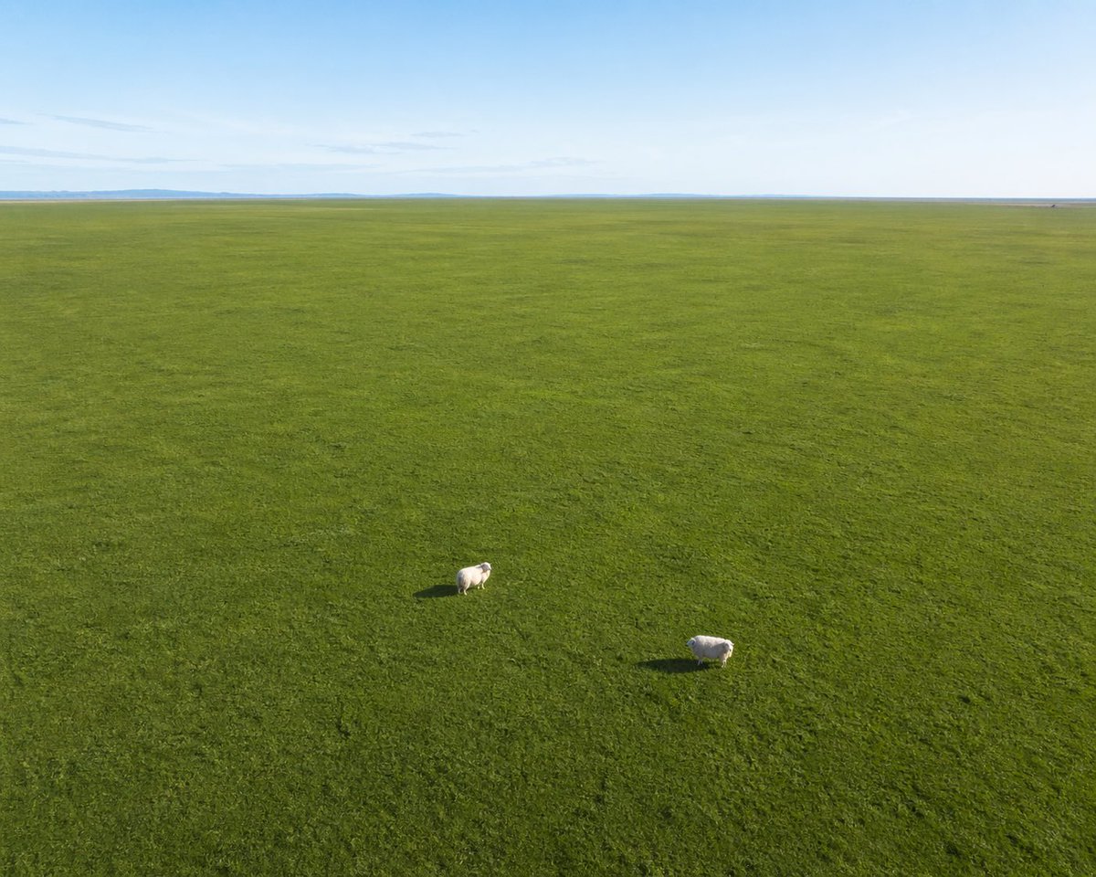 Aerial View of Vast Grassy Plain with Two Sheep のQwen Imageプロンプト例: Generates an aerial landscape photograph of a vast, flat grassy field with two small animals, emphasizing scale...