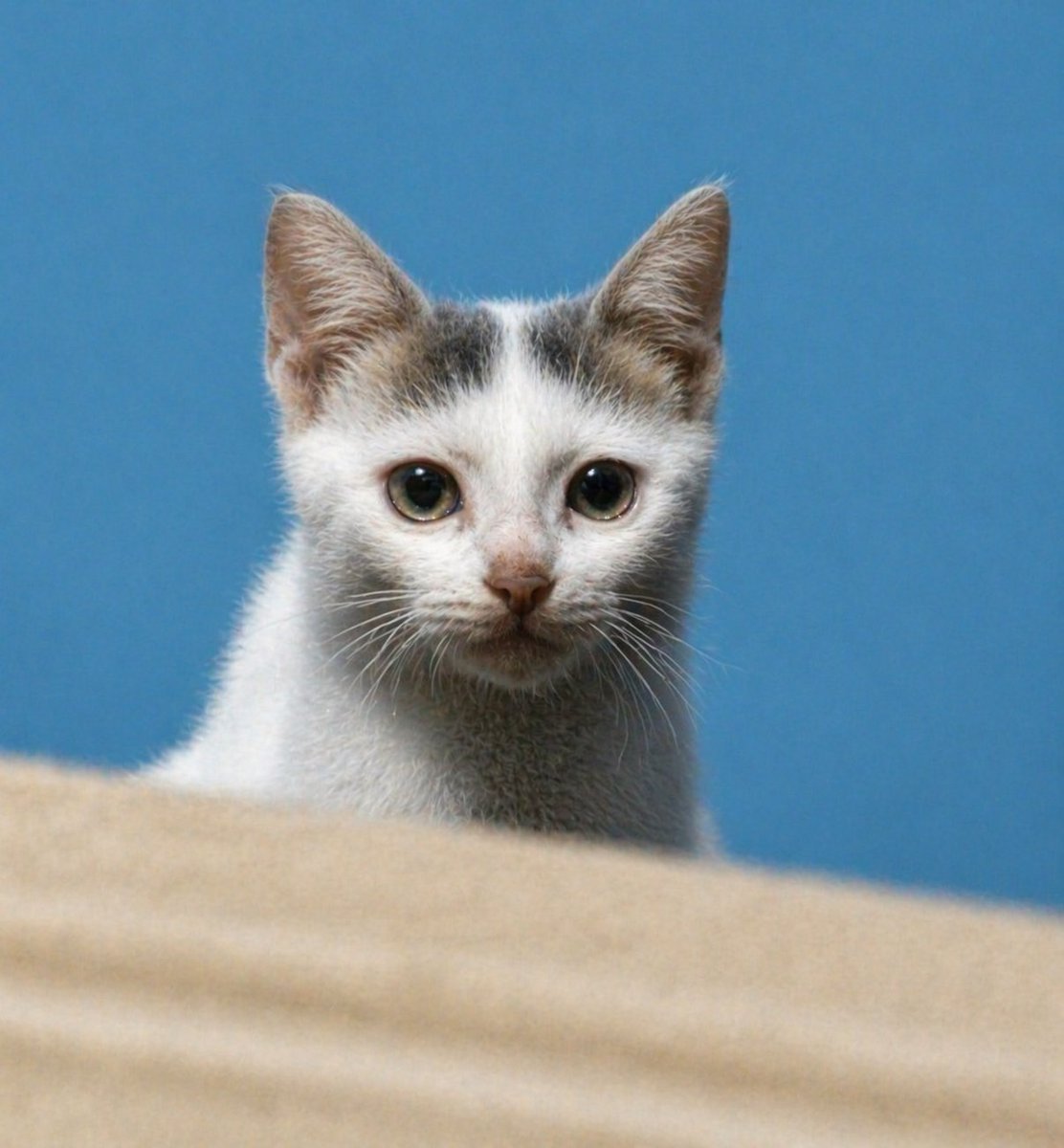 Enhance Blurry Kitten Photo Qwen Image 프롬프트 예시: This prompt turns a low-quality cat reference photo into a sharp, realistic pet portrait while keeping the original composition...