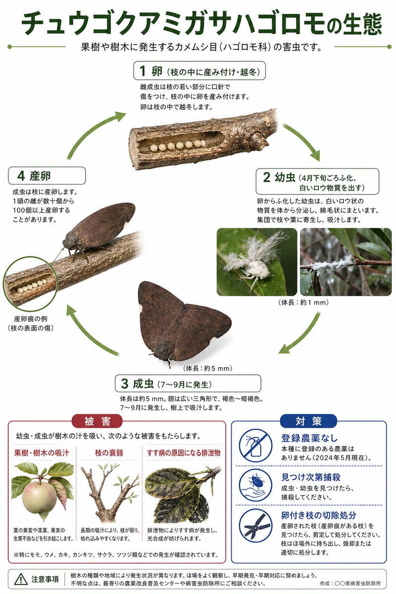 Japanese Pest Lifecycle Infographic Qwen Image 프롬프트 예시: A clean Japanese agricultural infographic poster showing the lifecycle, damage, and control measures of a planthopper pest...
