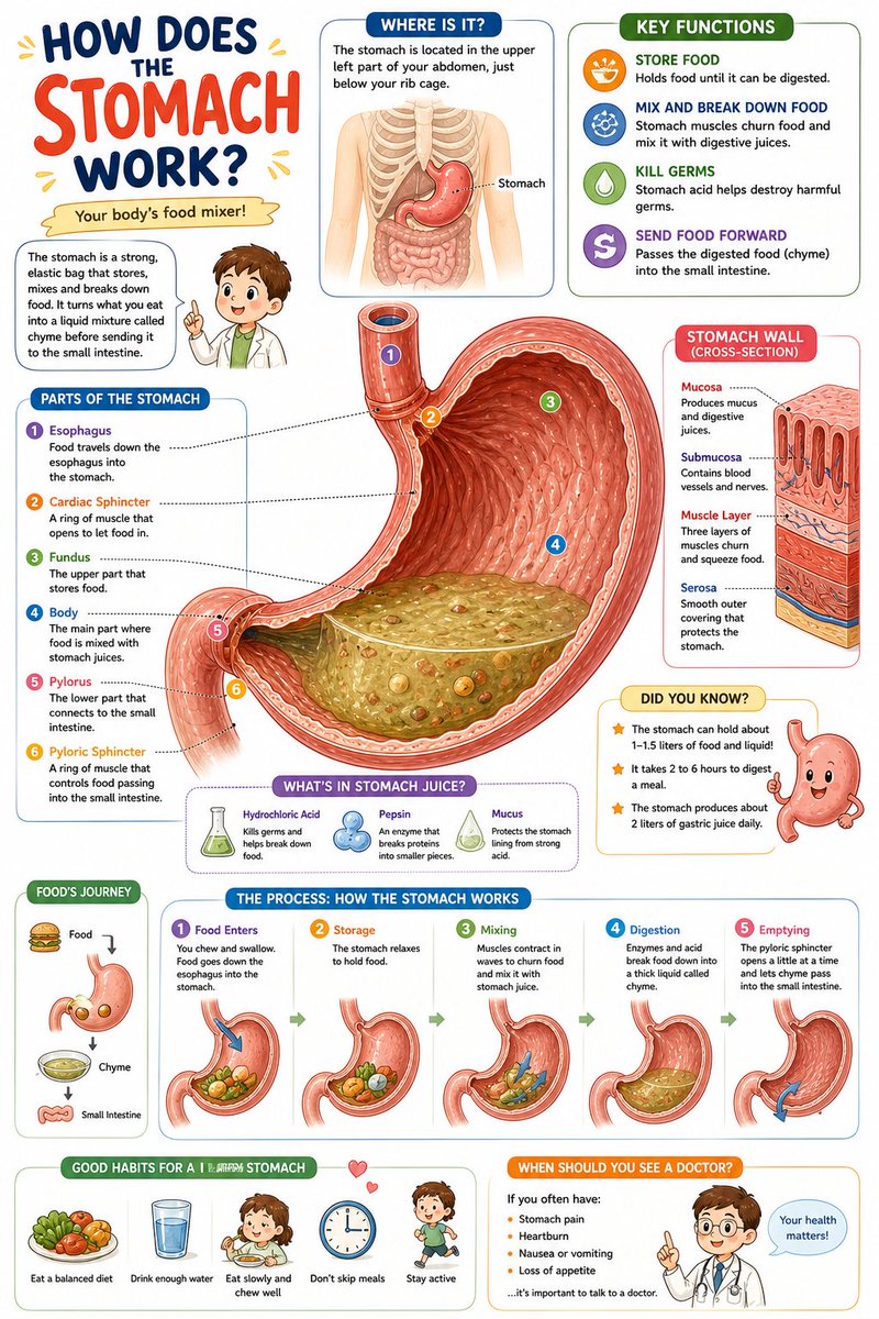 Science Book Illustration with Cutaway Diagram のQwen Imageプロンプト例 バリエーション 4: A detailed prompt for creating educational illustrations in the style of modern children's science...